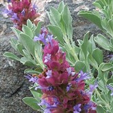 Mojave Sage